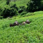 Kara-Tunga Karamoja Tours Mountain Nature Walk Moroto Hike Climb Ugandaa