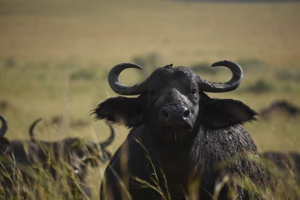 kidepo valley national park karamoja torus travel kara tunga