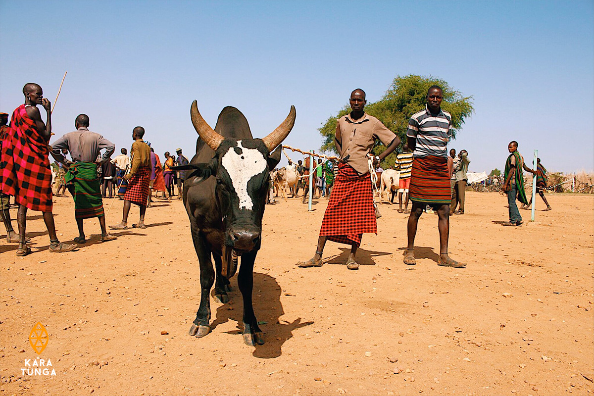 Kara-Tunga Karamoja Uganda Cultural Tours Cattle Auction Market Kotido