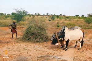 Kara-Tunga Karamoja Tours Cultural Kraal Safari Travel Uganda