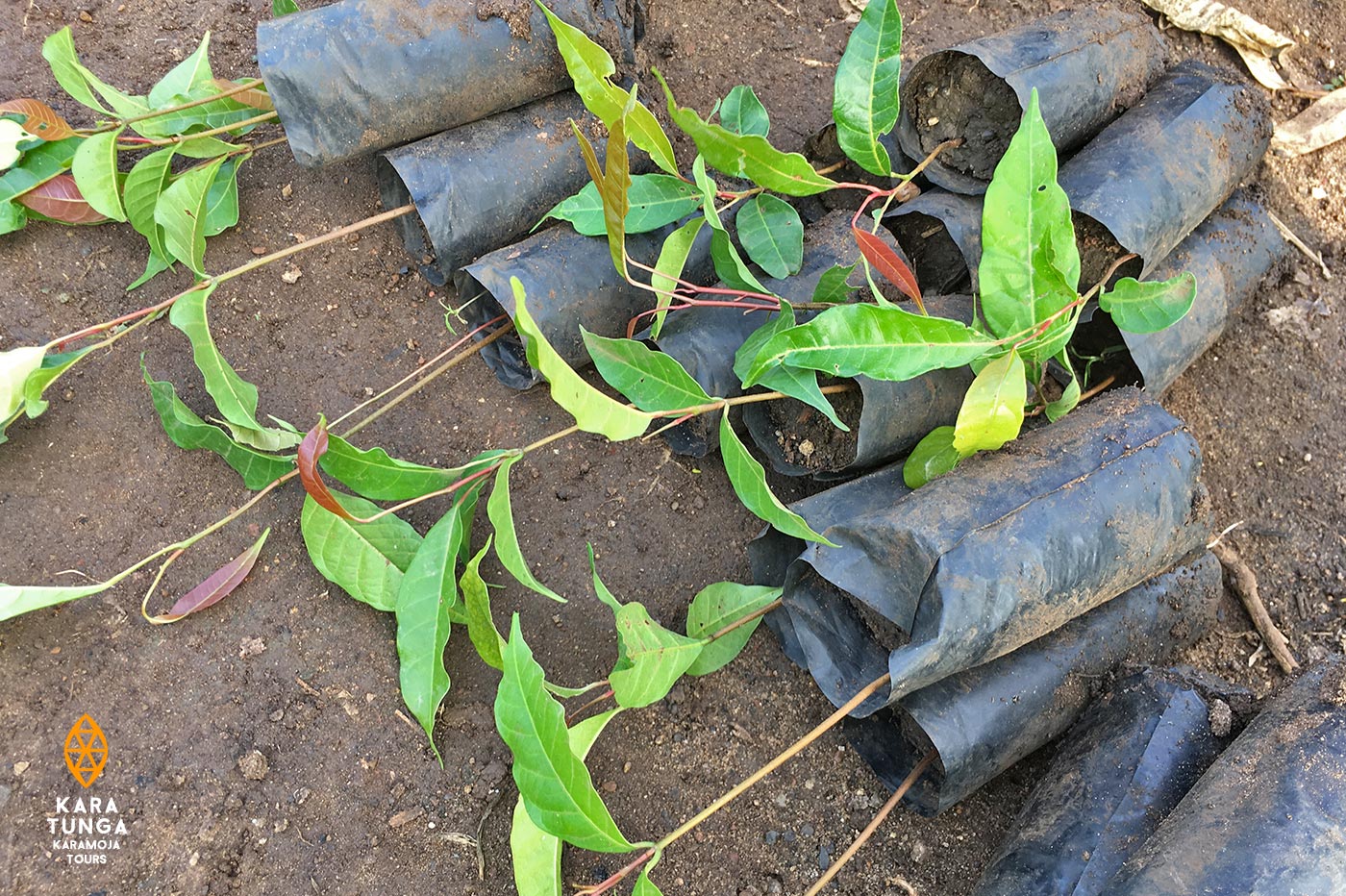 kara-tunga-tree-planting-2