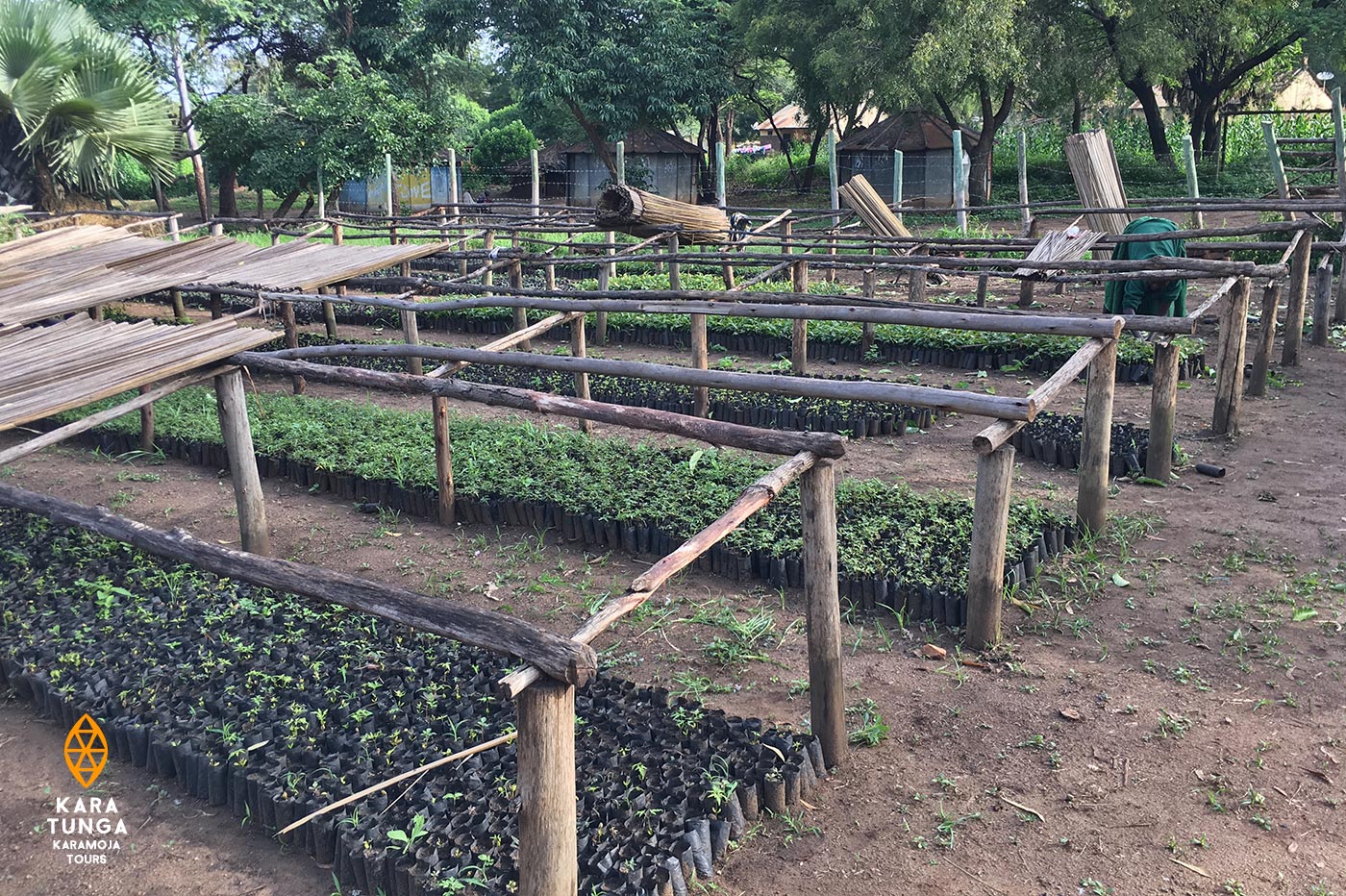 kara-tunga-tree-planting-3