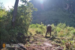 kara-tunga-mount-moroto-tourism-action-slashing-11