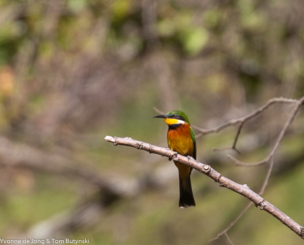 Cinnamon-chested Bee-Eater