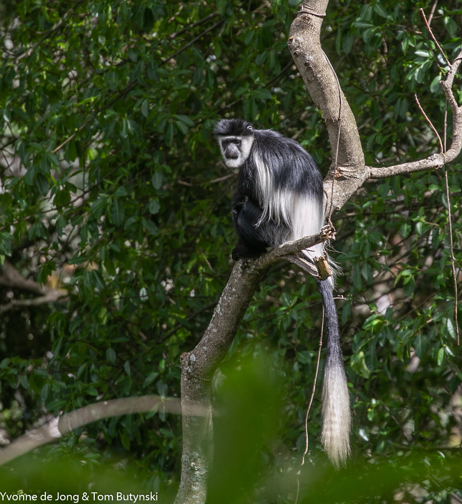 Mau Forest Guereza Colobus guereza Mt KAdam Uganda 2