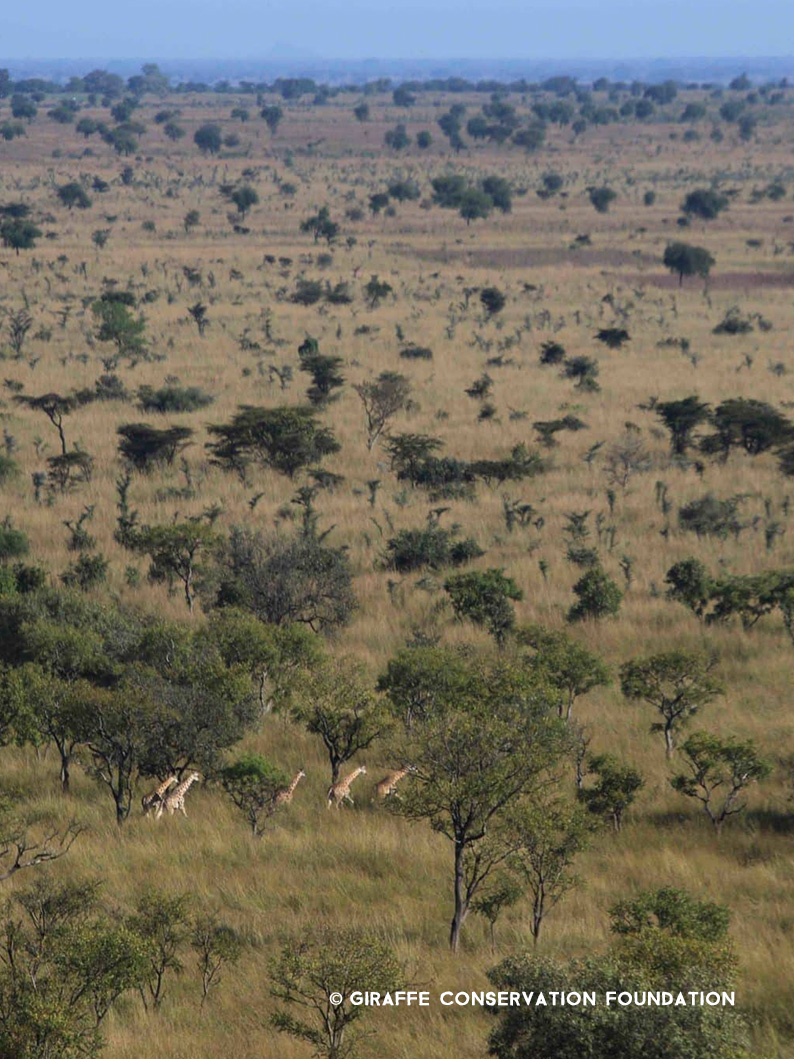 kara-tunga-karamoja-uganda-tours-pian-upe-giraffe-trekking