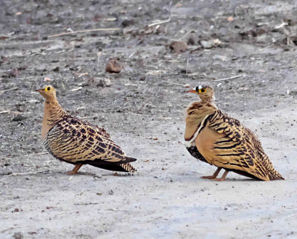 Birding in Pian Upe and Karamoja Northeastern Uganda