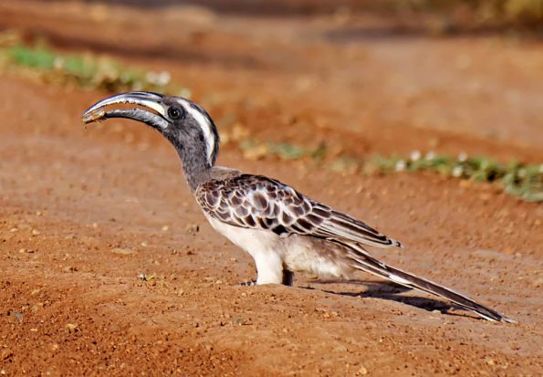 Birding in Pian Upe and Karamoja Northeastern Uganda