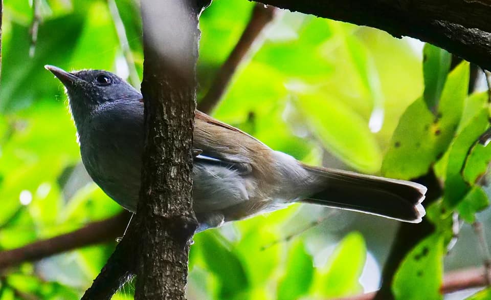 Birding on Mount Moroto Northeastern Uganda Karamoja region