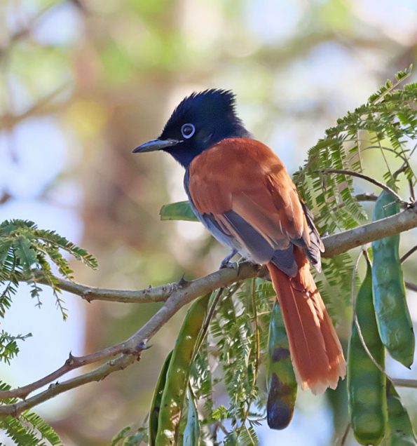 Birding in Pian Upe and Karamoja Northeastern Uganda