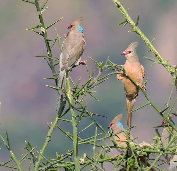 Birding in Moroto and Karamoja Northeastern Uganda