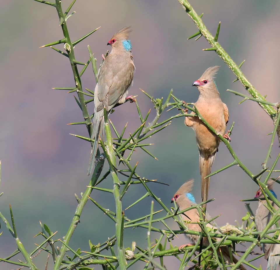 Birding in Moroto and Karamoja Northeastern Uganda
