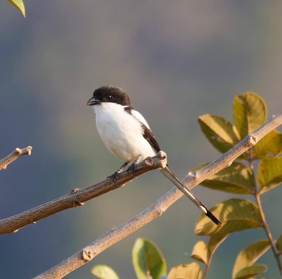 Birding in Moroto and Karamoja Northeastern Uganda