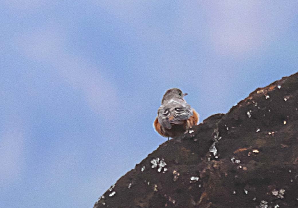 Birding on Mount Moroto Northeastern Uganda Karamoja region