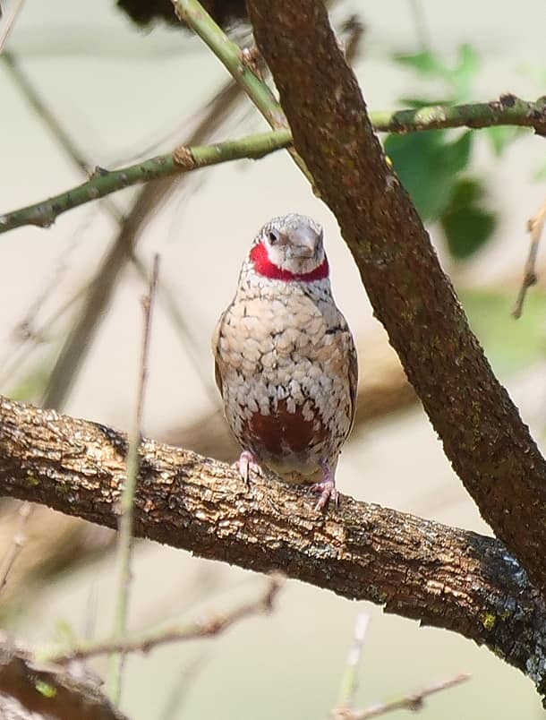 Birding in Moroto and Karamoja Northeastern Uganda