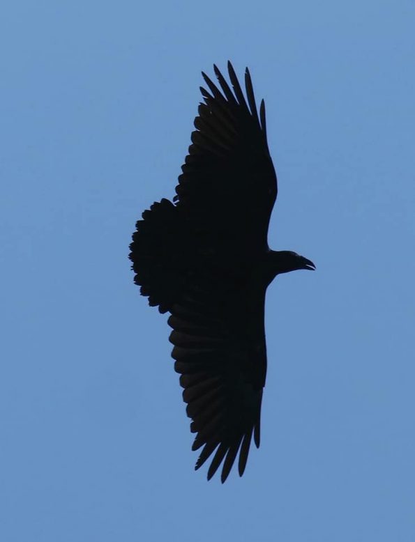 Birding in Moroto and Karamoja Northeastern Uganda