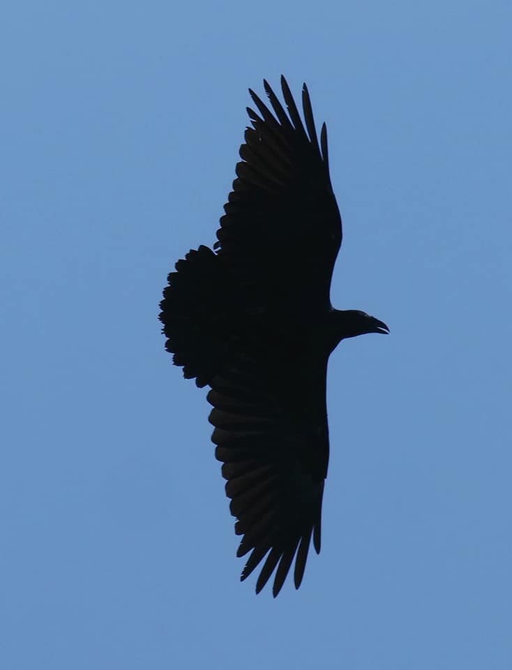 Birding in Moroto and Karamoja Northeastern Uganda