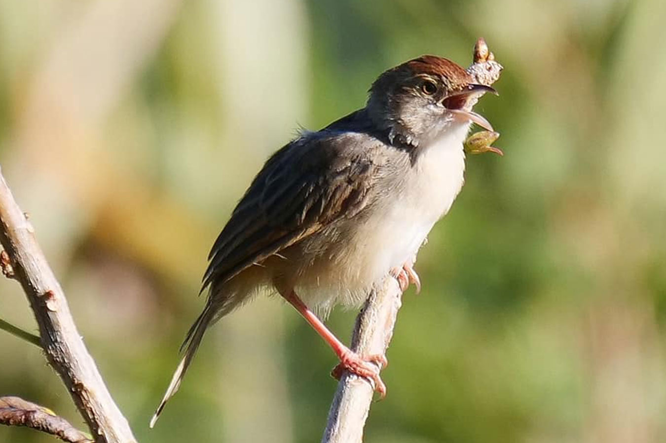 Kara-Tunga-Mount-Moroto-The-Boran-Cisticola