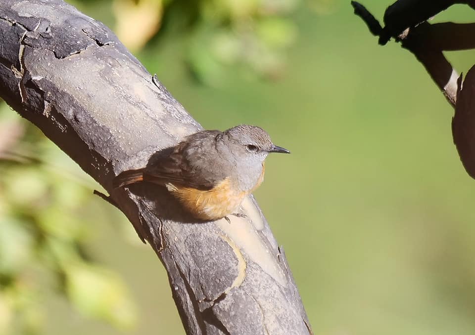 Birding on Mount Moroto Northeastern Uganda Karamoja region