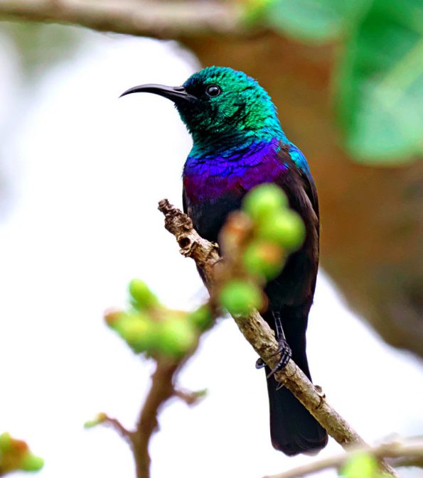 Birding in Pian Upe and Karamoja Northeastern Uganda