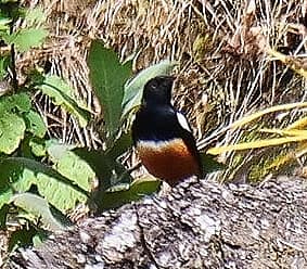 Birding on Mount Moroto Northeastern Uganda Karamoja region