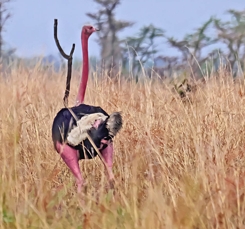 Birding in Pian Upe and Karamoja Northeastern Uganda