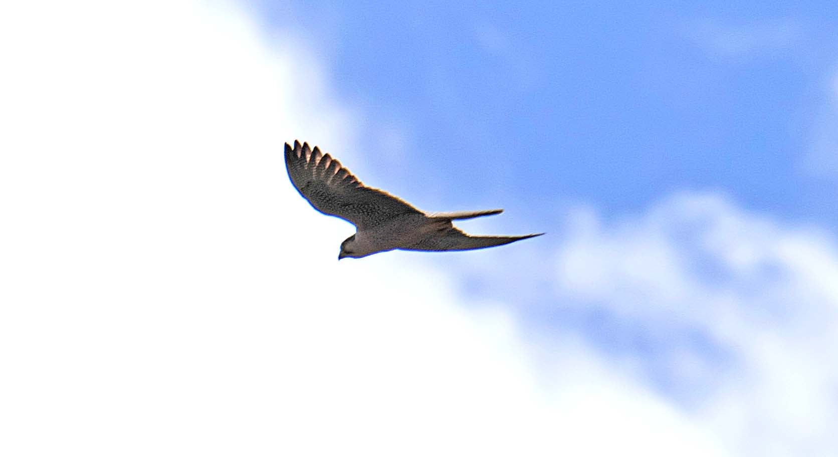Birding on Mount Moroto Northeastern Uganda Karamoja region