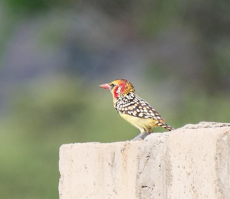 Birding in Moroto and Karamoja Northeastern Uganda