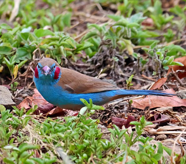 Birding in Pian Upe and Karamoja Northeastern Uganda