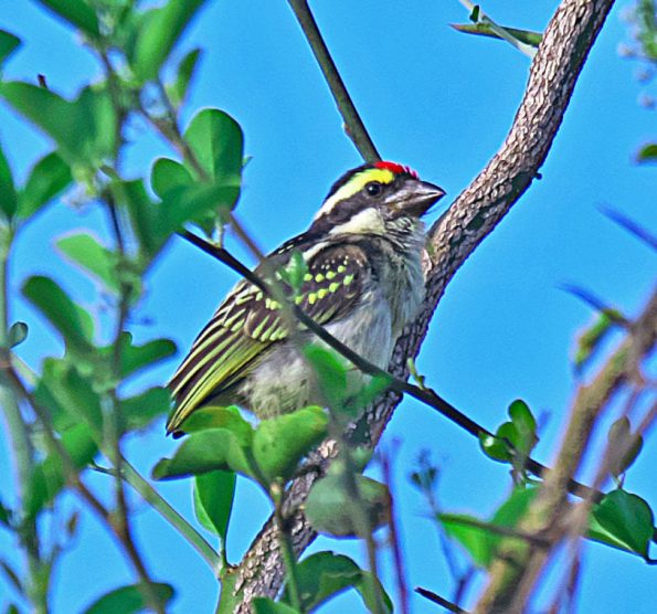 Birding in Pian Upe and Karamoja Northeastern Uganda