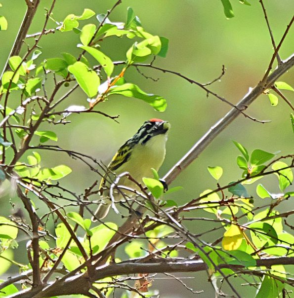 Birding in Pian Upe and Karamoja Northeastern Uganda
