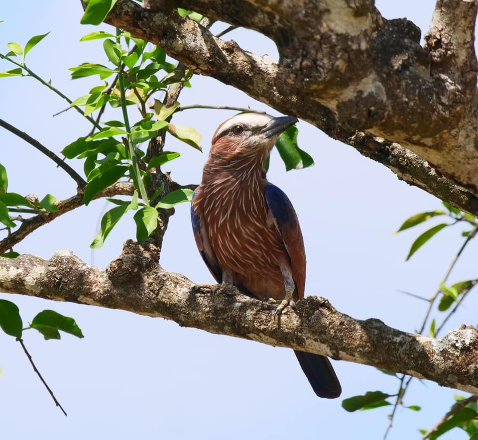Birding in Moroto and Karamoja Northeastern Uganda