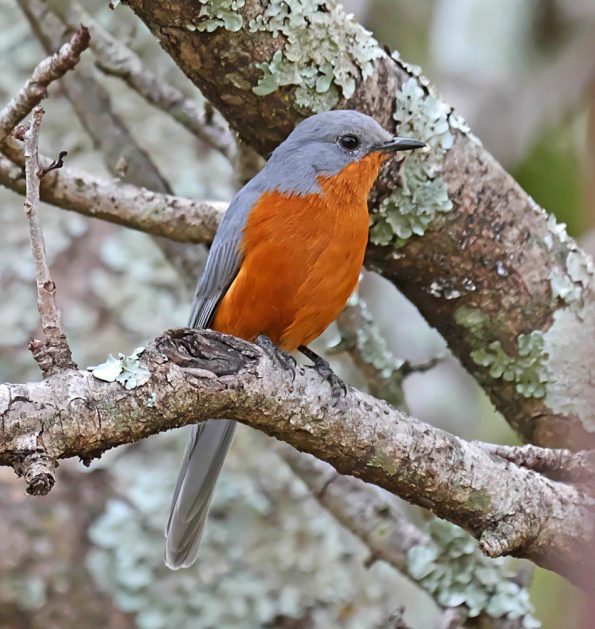 Birding in Pian Upe and Karamoja Northeastern Uganda