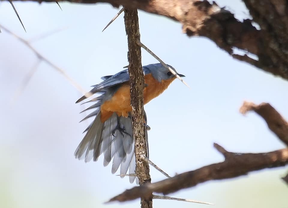 Birding in Moroto and Karamoja Northeastern Uganda