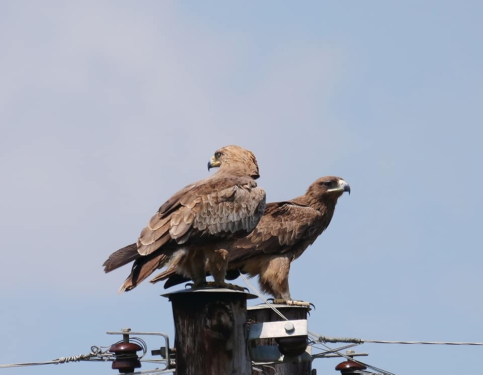 Birding in Moroto and Karamoja Northeastern Uganda