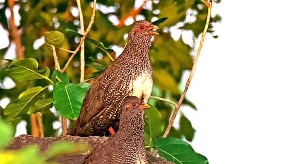 Birding in Pian Upe and Karamoja Northeastern Uganda