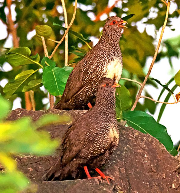 Birding in Pian Upe and Karamoja Northeastern Uganda