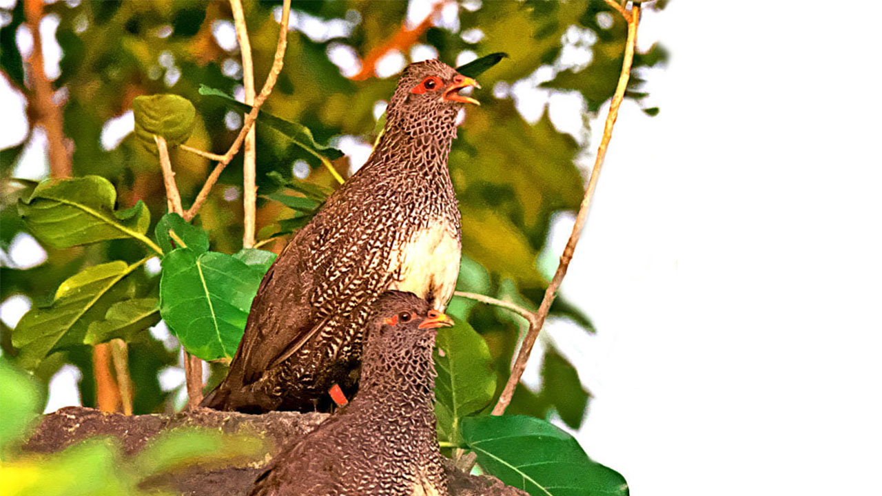 Birding in Pian Upe and Karamoja Northeastern Uganda
