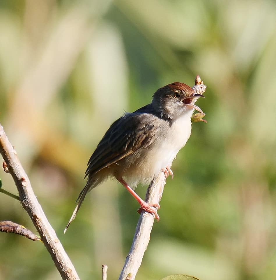 Birding on Mount Moroto Northeastern Uganda Karamoja region