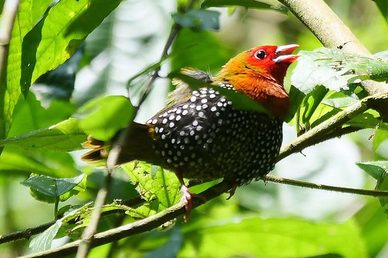 Green-backed-Twinspot