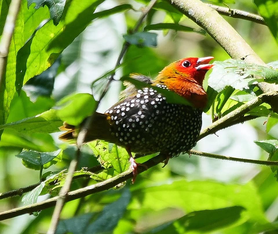 Birding in Moroto and Karamoja Northeastern Uganda