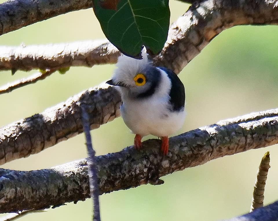 Birding on Mount Moroto Northeastern Uganda Karamoja region