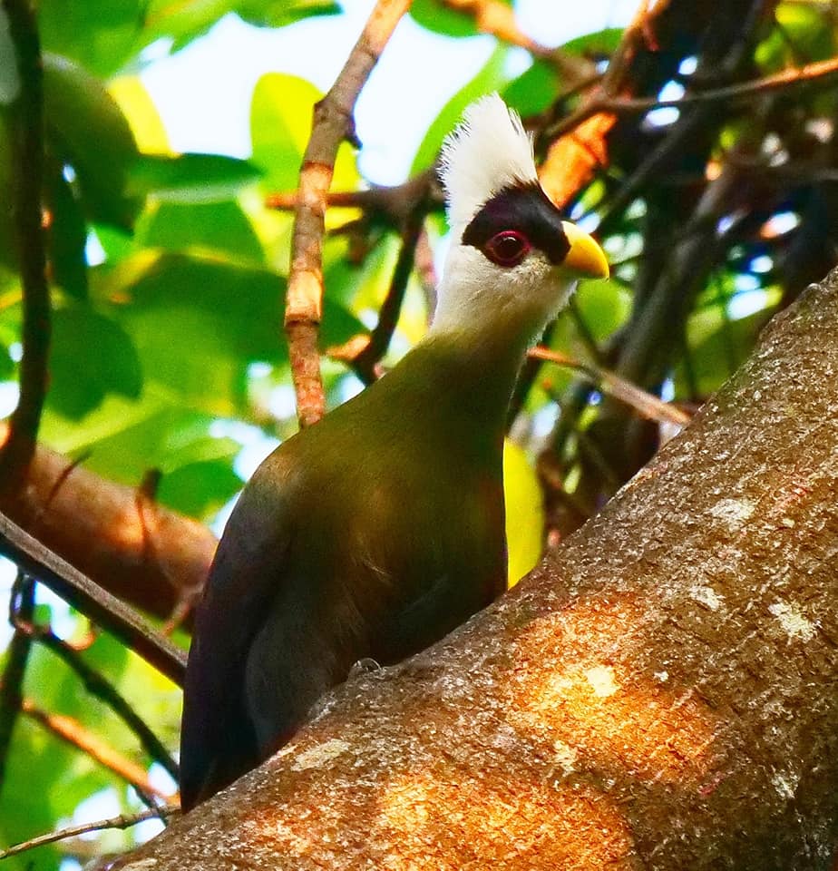 Birding in Moroto and Karamoja Northeastern Uganda