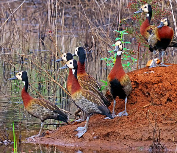 Birding in Pian Upe and Karamoja Northeastern Uganda