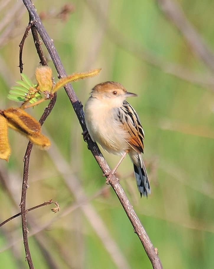 Birding in Moroto and Karamoja Northeastern Uganda