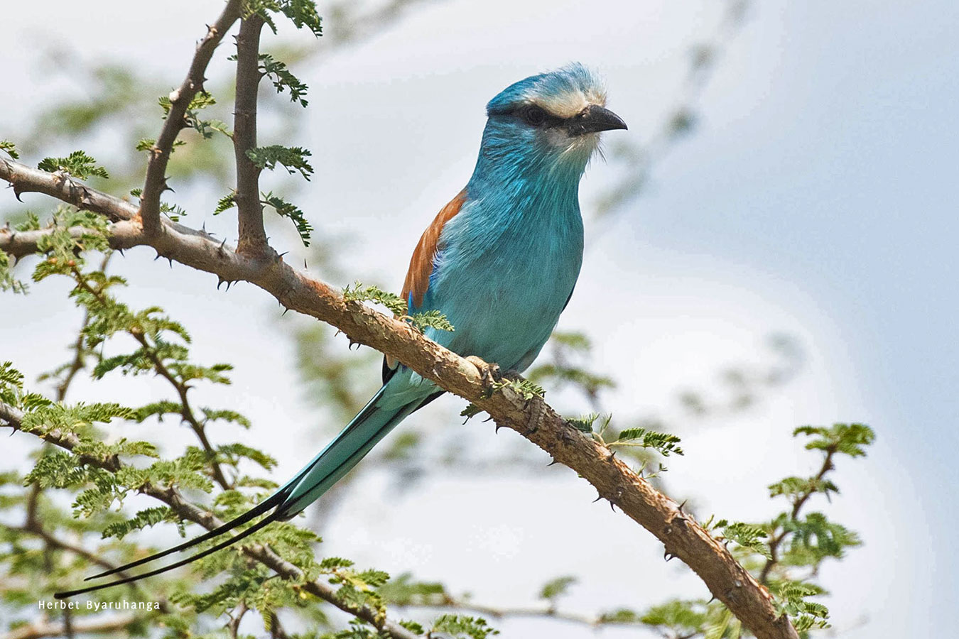 kara-tunga-karamoja-uganda-tours-birding-Abysinian-Roller