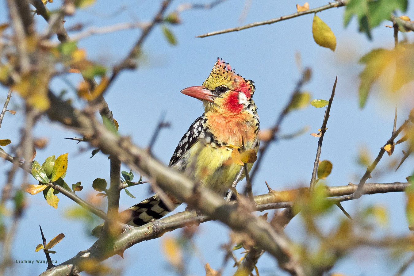 Kara-Tunga Birding Moroto Karamoja-Red-and-Yellow-Barbet