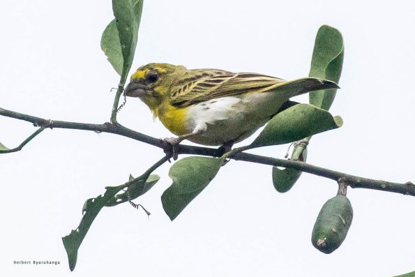 kara-tunga-karamoja-uganda-tours-birding-White-bellied-Canary