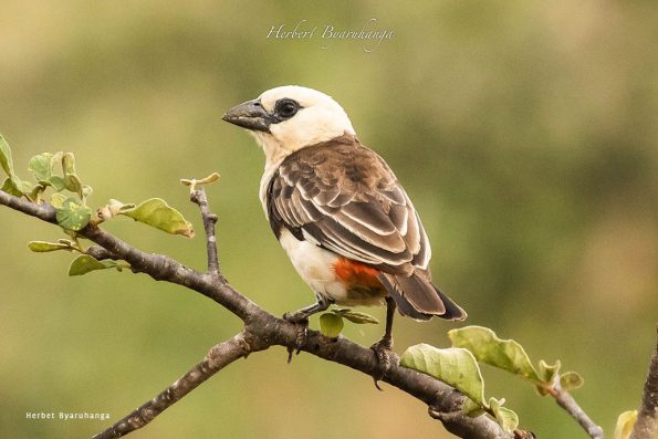 kara-tunga-karamoja-uganda-tours-birding-White-browed-robin-chat