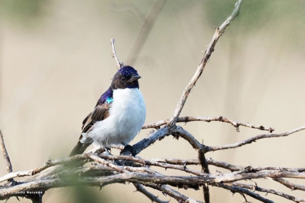 kara-tunga-karamoja-uganda-tours-birding-female-Kenya-Violet-backed-Sunbird